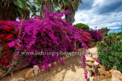 Botanicactus, Mallorca, 20.06.2016 [Photo: Christian Behring]